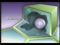 Parts of a Plant Cell