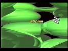 Photosynthesis