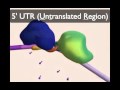 mRNA Processing.mov