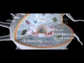 Cell Structure Overview | Cell Biology