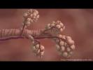 A Real Example of Cell Communication