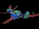 DNA Replication