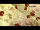 Apoptosis