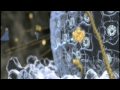Journey Inside The Cell